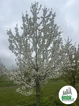 Satılır torpaq sahəsi 125 m² — Bakı 125.00 m²