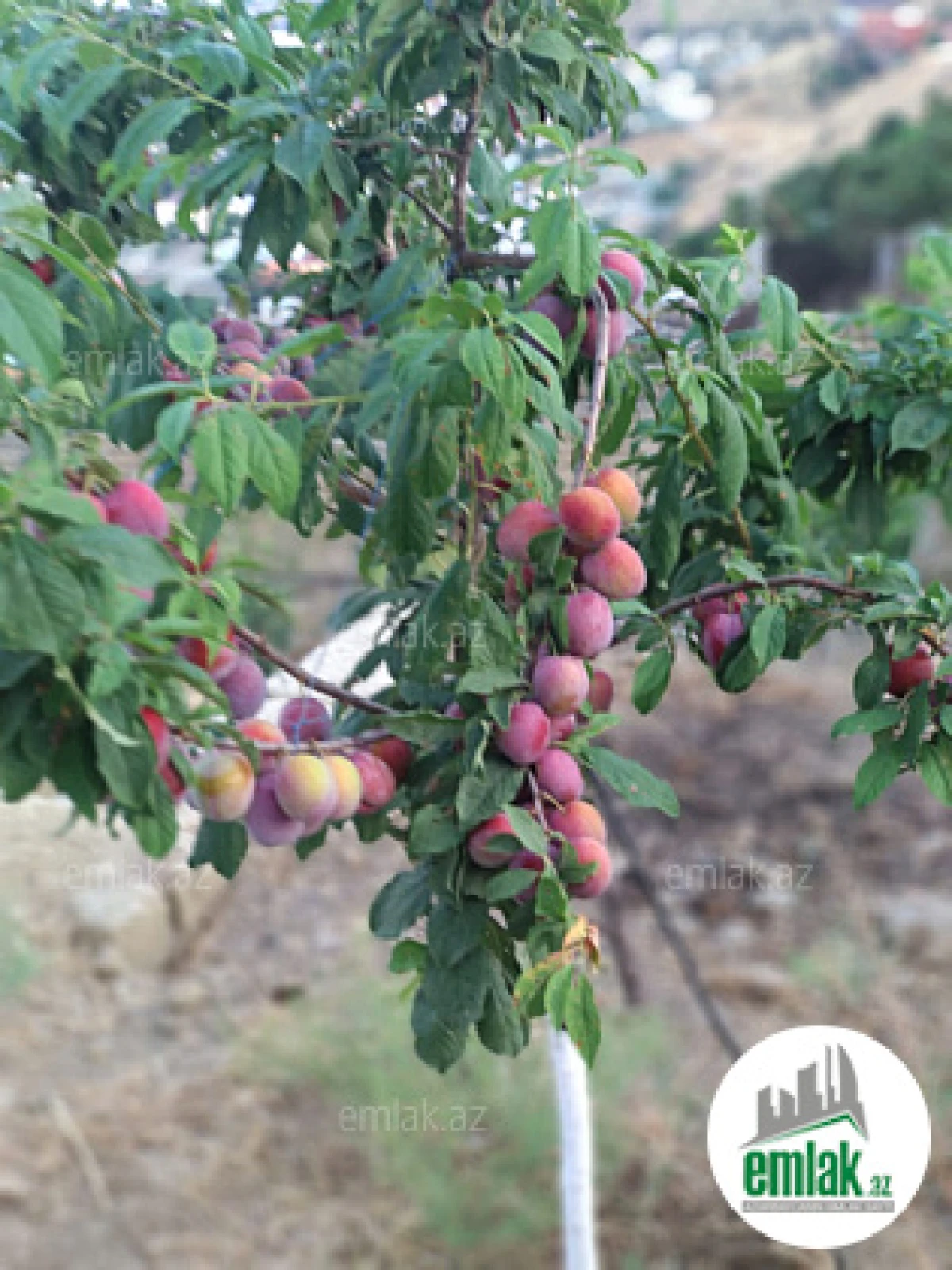 Satılır torpaq sahəsi 27 m²