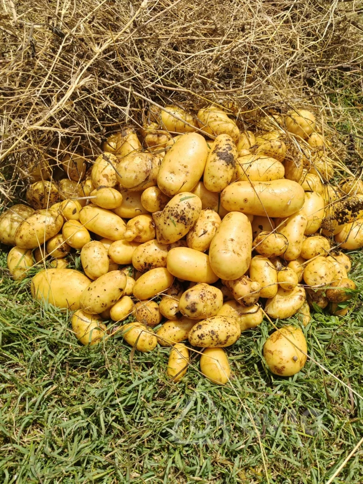 Satılır 4 otaqlı həyət evi 170 m²