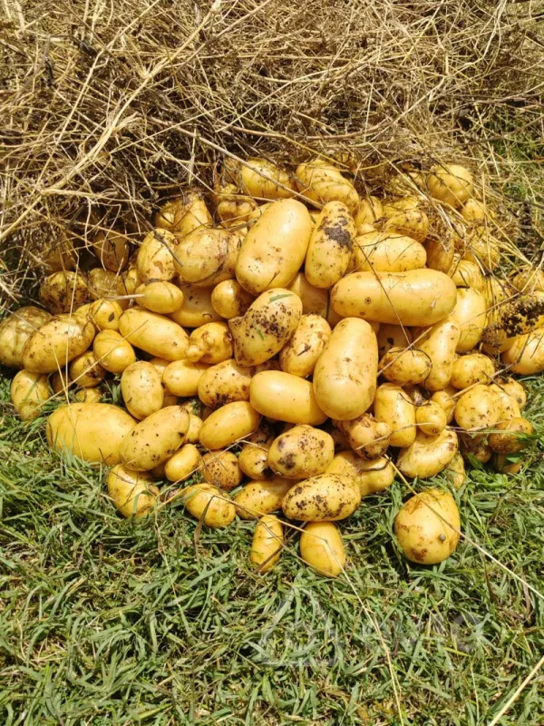 Satılır 4 otaqlı həyət evi 170 m²