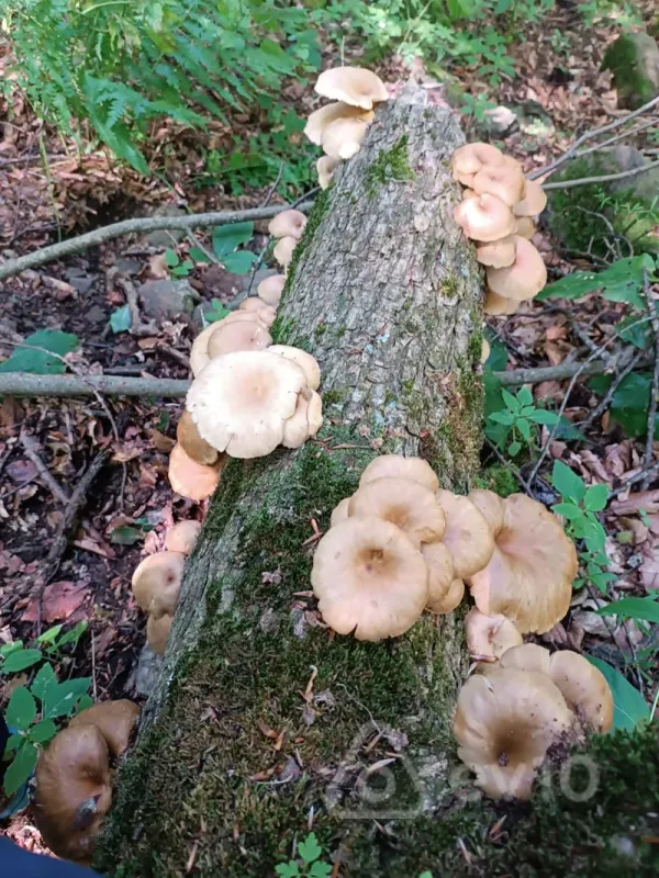 Satılır 4 otaqlı həyət evi 170 m²