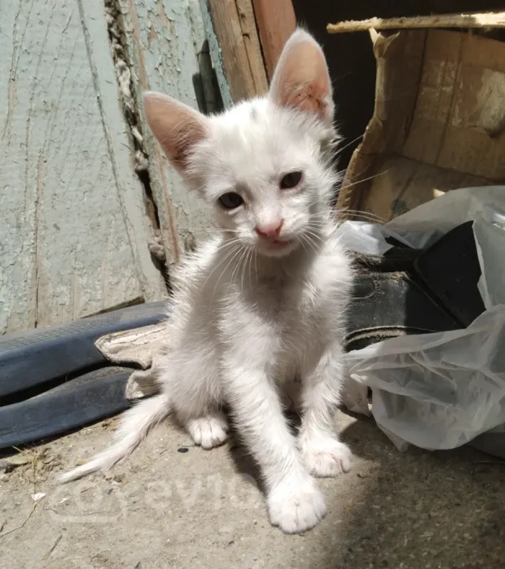 Kirayə verilir 1 otaqlı ofis 20 m²