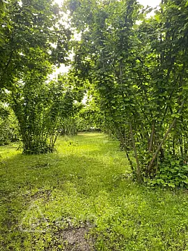 Satılır torpaq sahəsi — Oğuz