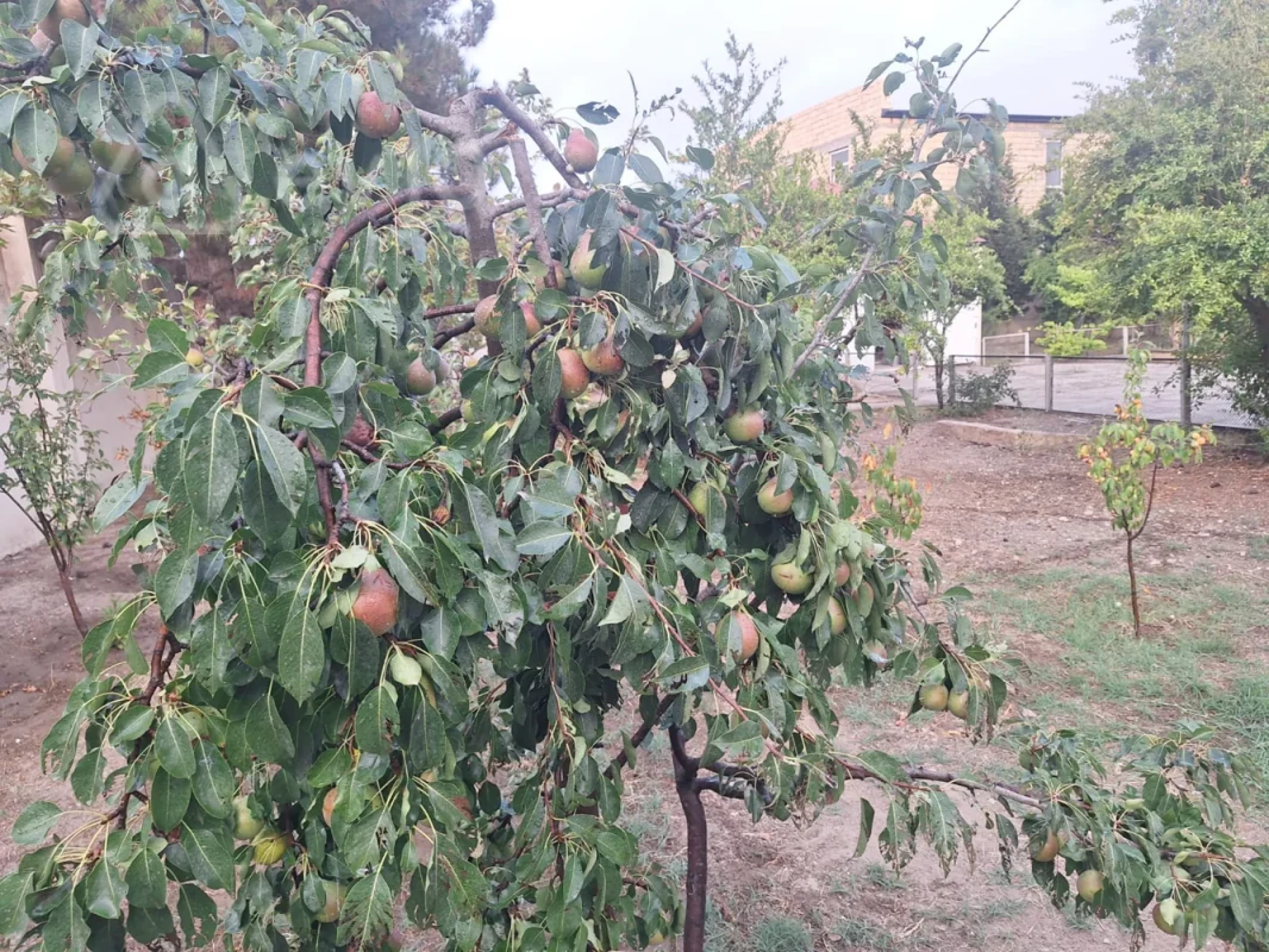 Satılır 5 otaqlı həyət evi 130 m²