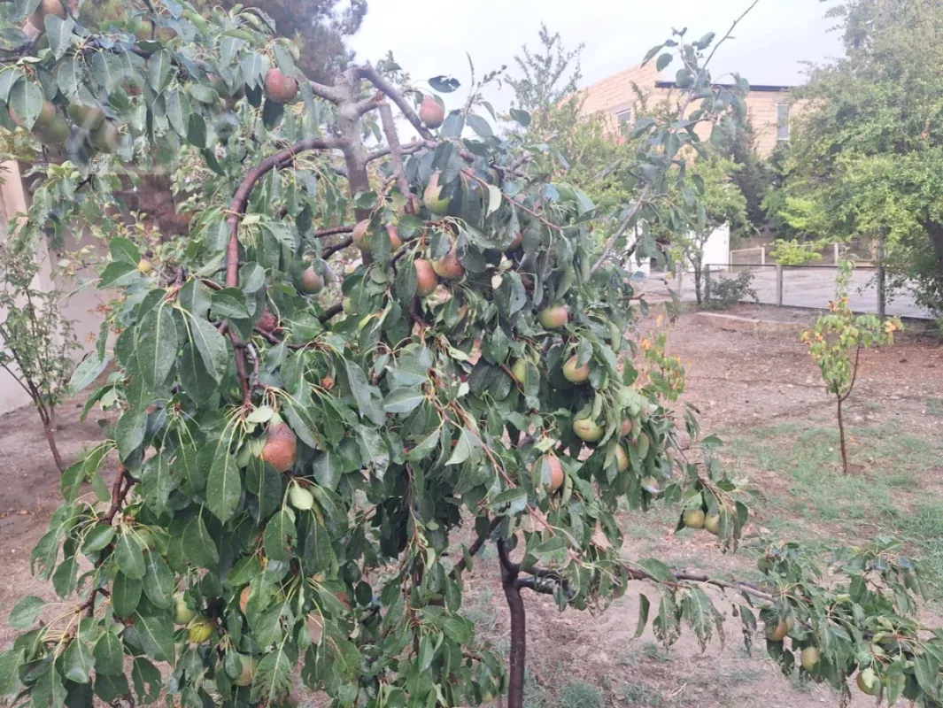 Satılır 5 otaqlı həyət evi 130 m²