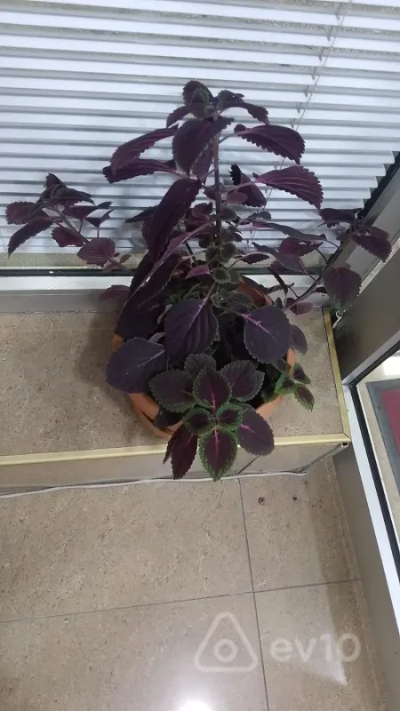 Kirayə verilir 3 otaqlı köhnə tikili 70 m²