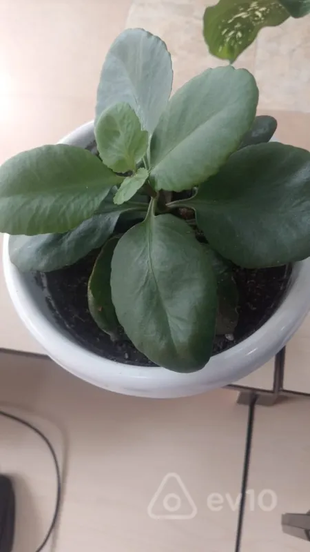 Kirayə verilir 3 otaqlı köhnə tikili 70 m²