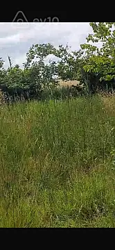 Satılır torpaq sahəsi — Xaçmaz