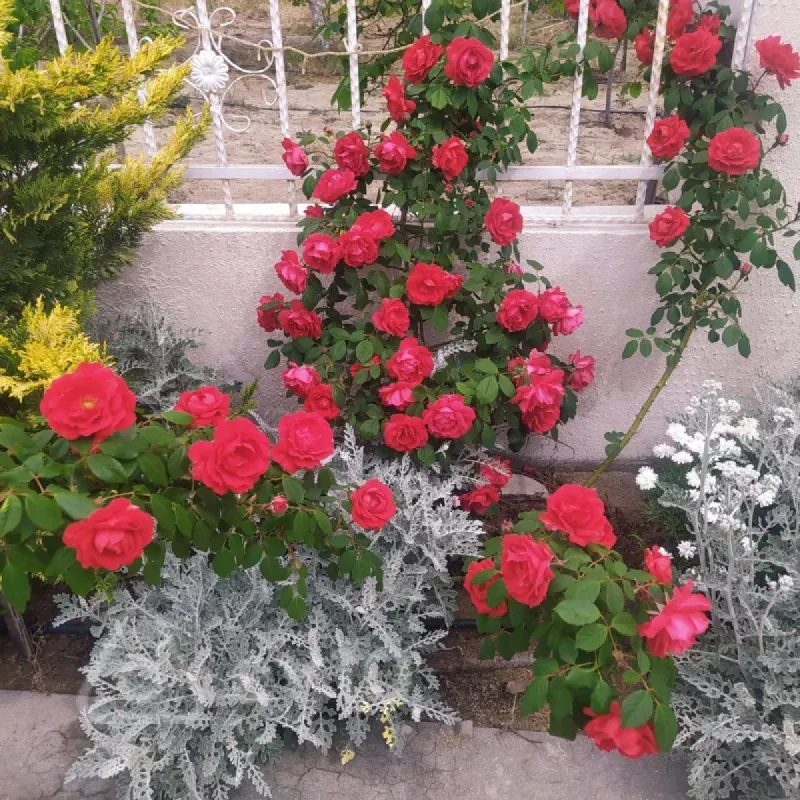 Satılır 3 otaqlı həyət evi 130 m²