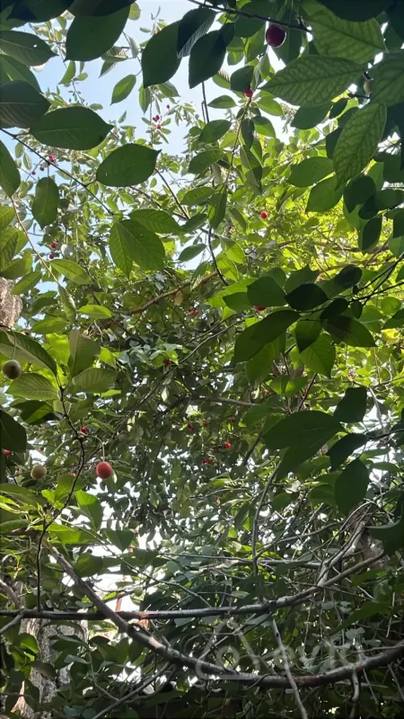 Kirayə verilir 3 otaqlı həyət evi 100 m²