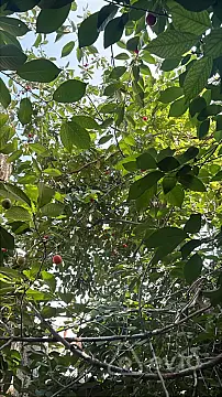 Kirayə verilir 3 otaqlı həyət evi 100 m²