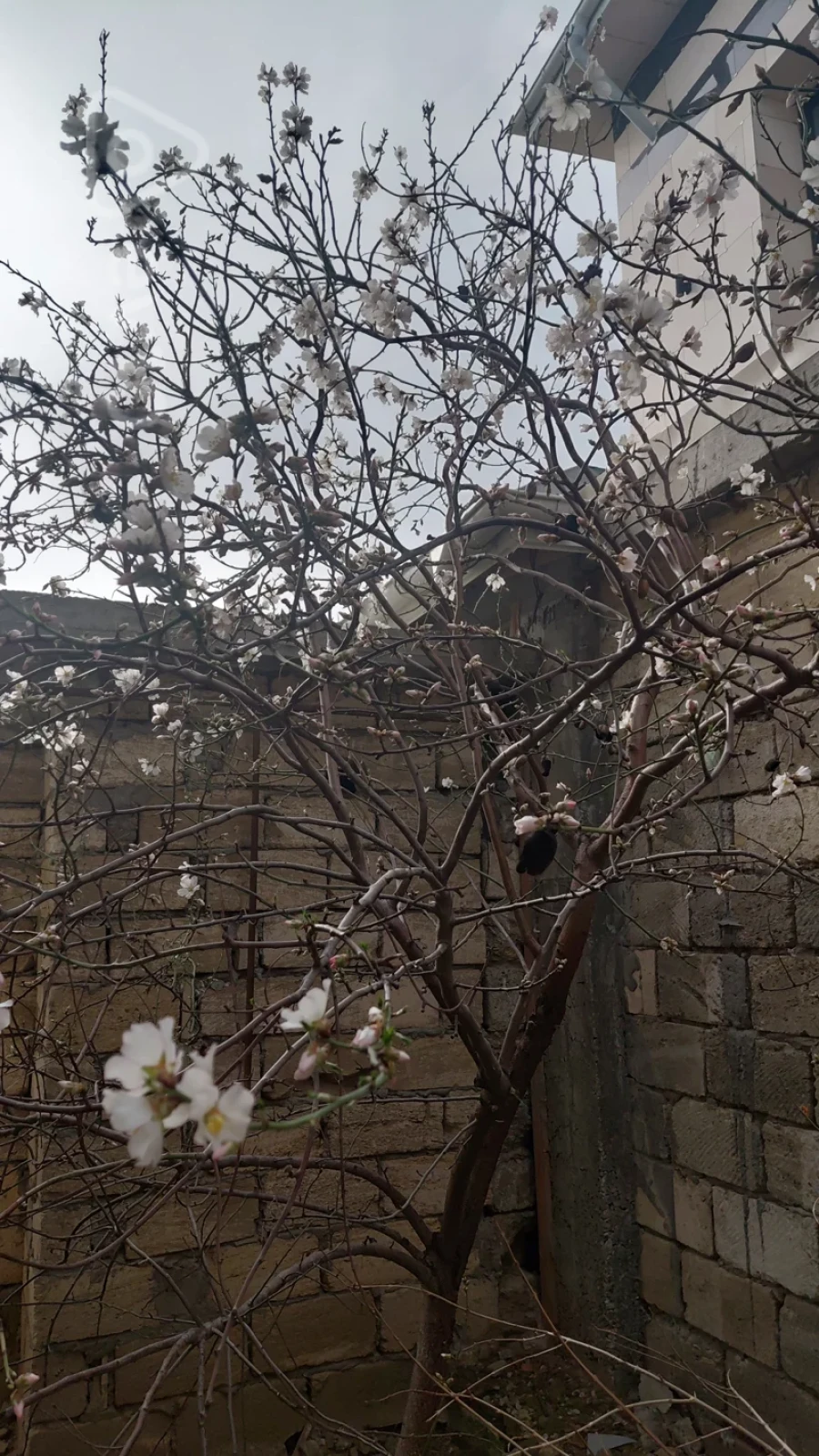 Satılır 4 otaqlı həyət evi 125 m²