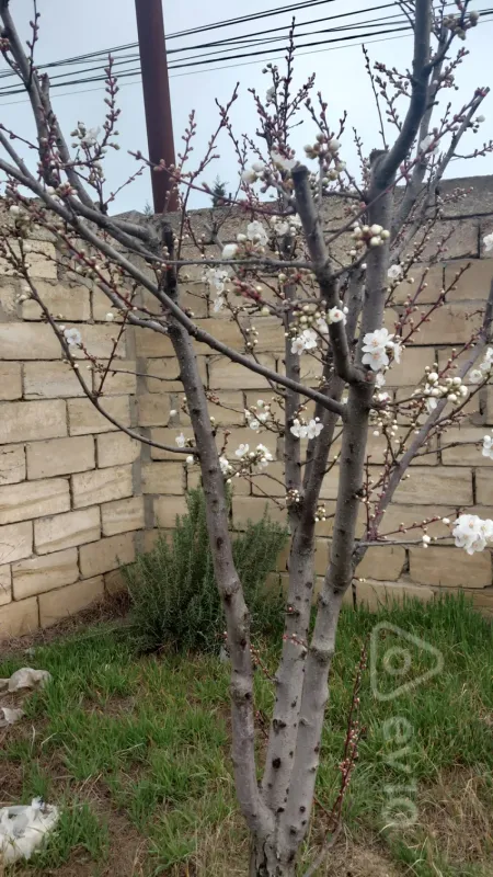 Satılır 4 otaqlı həyət evi 125 m²