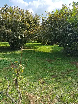 Satılır torpaq sahəsi — Qax