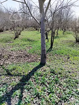 Satılır torpaq sahəsi — Qəbələ