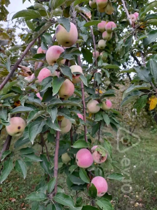 Satılır 3 otaqlı həyət evi 125 m²