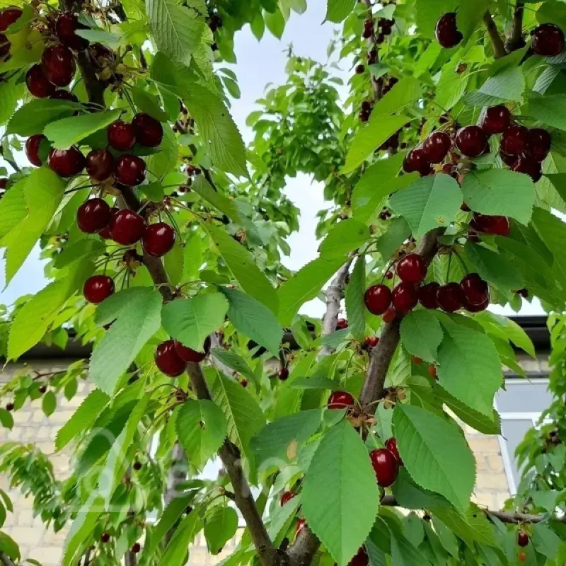 Satılır 3 otaqlı həyət evi 125 m²