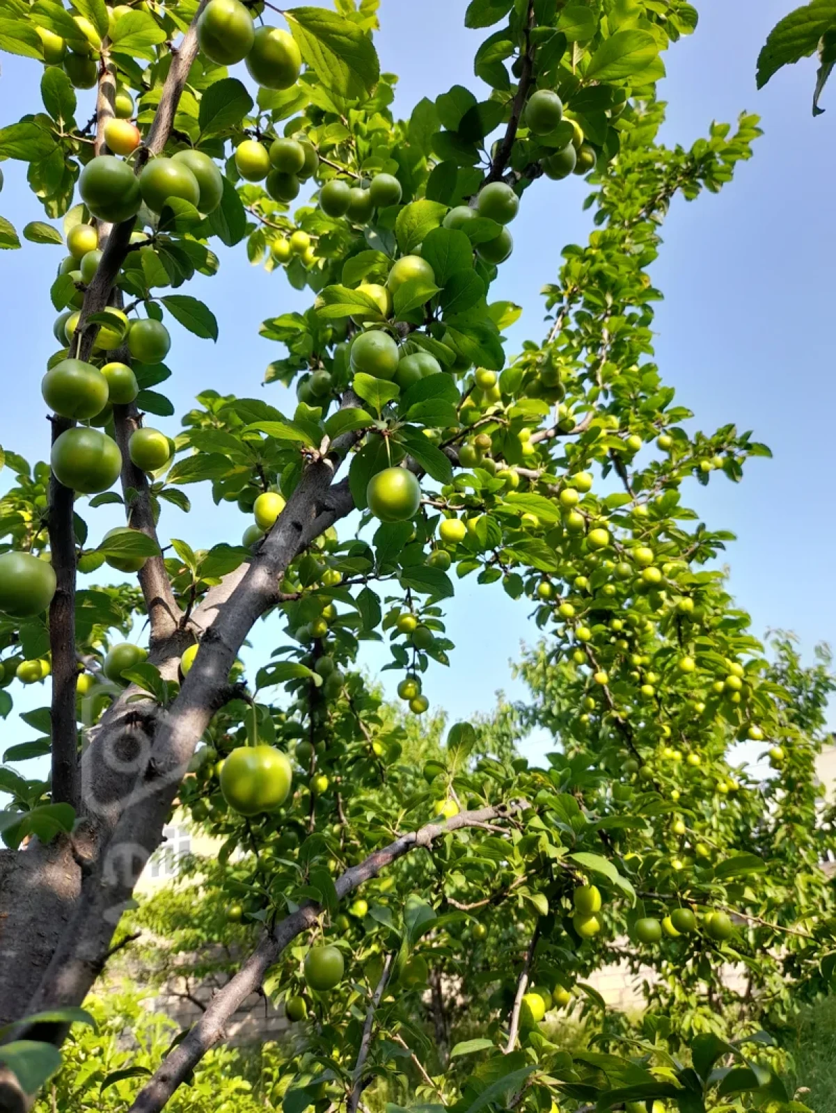 Satılır 3 otaqlı həyət evi 125 m²