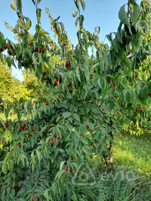 Satılır 3 otaqlı həyət evi 125 m²