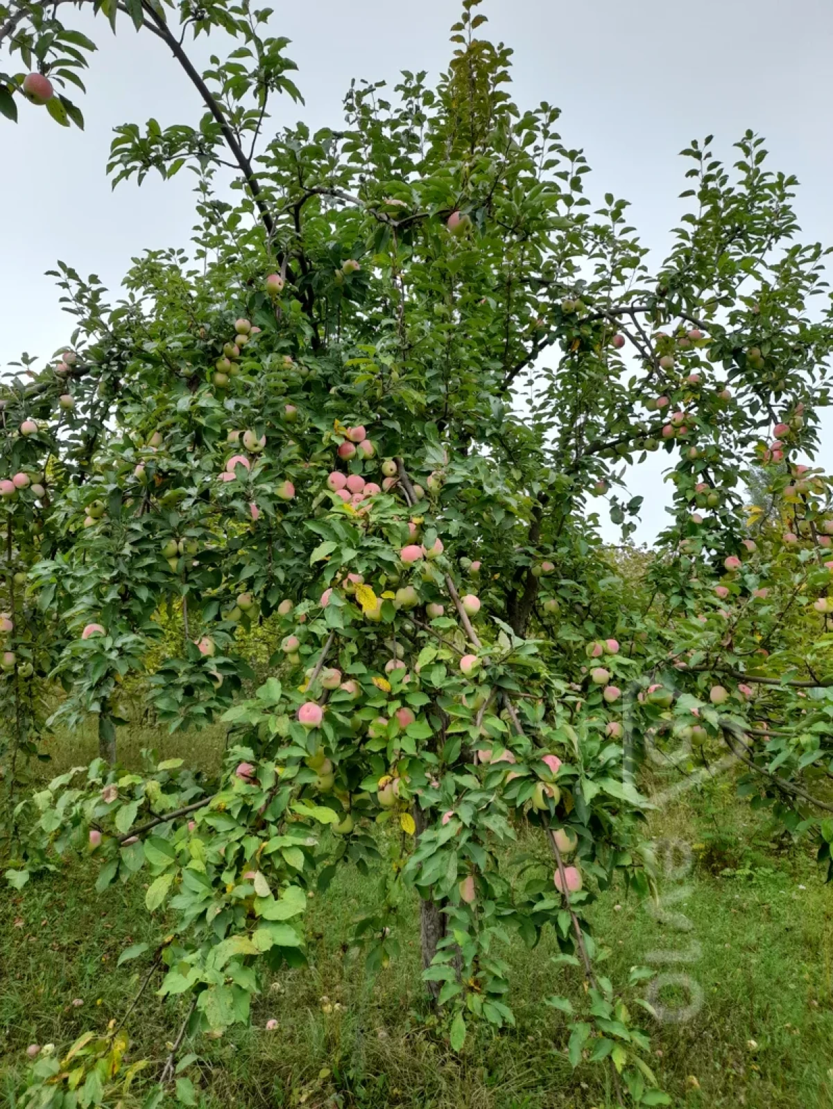 Satılır 3 otaqlı həyət evi 125 m²