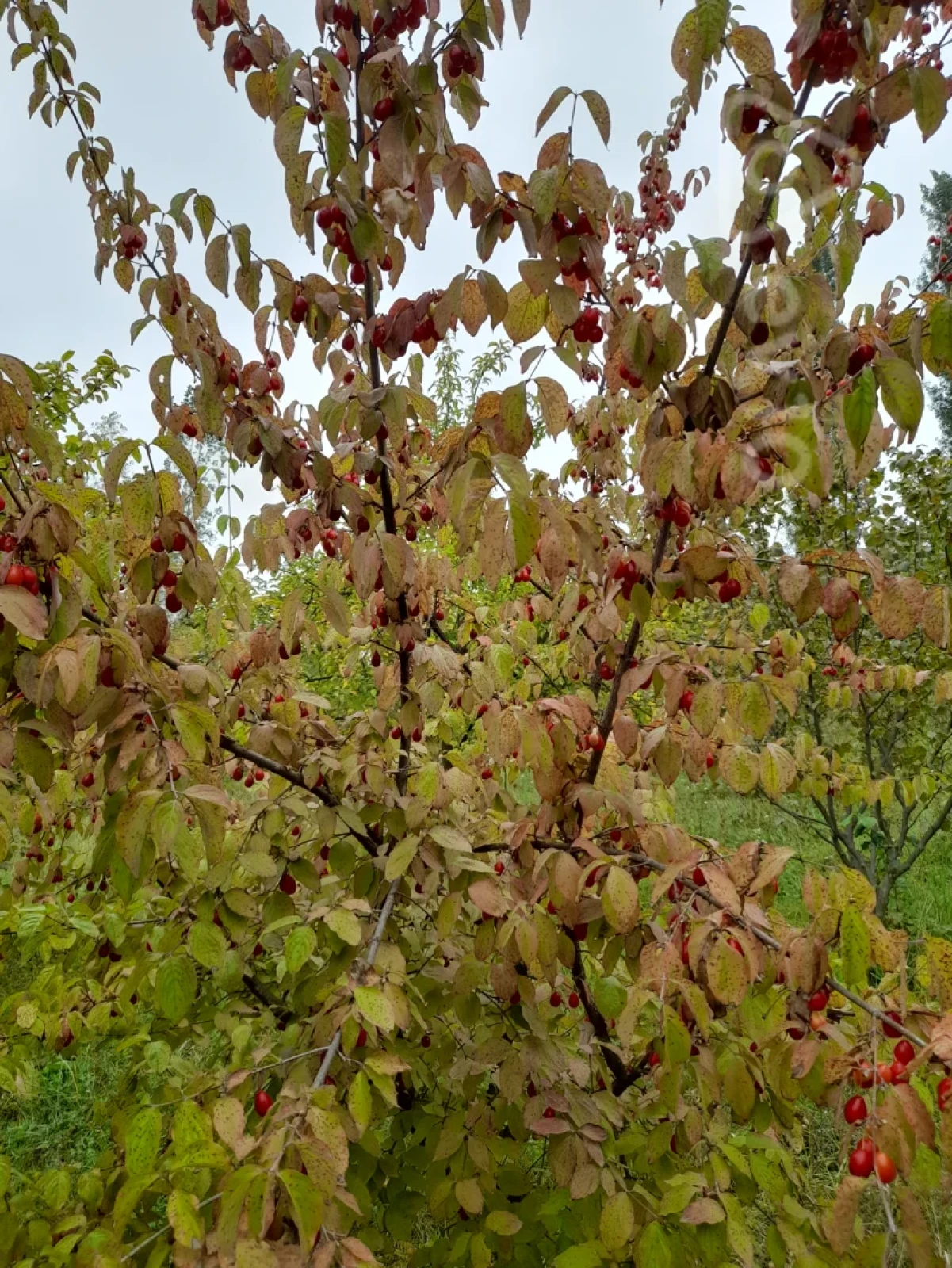 Satılır 3 otaqlı həyət evi 125 m²