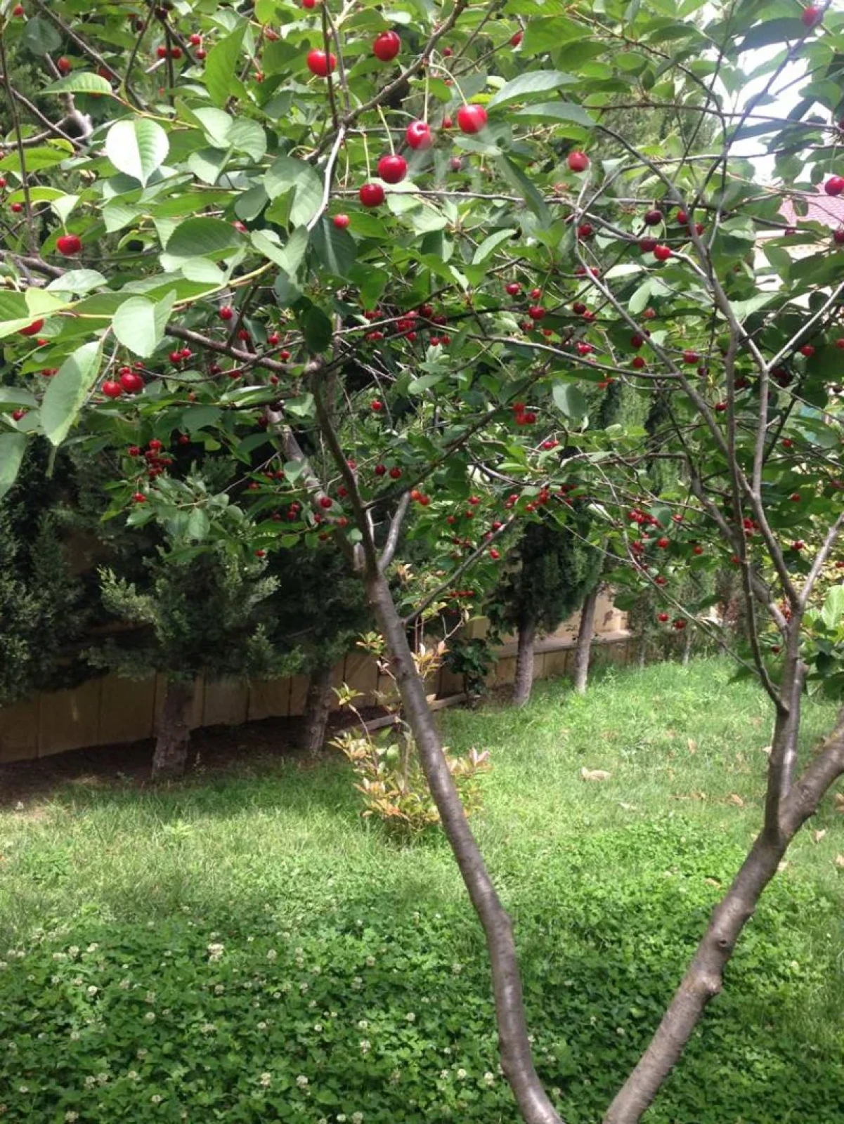 Kirayə verilir 7 otaqlı həyət evi 450 m²