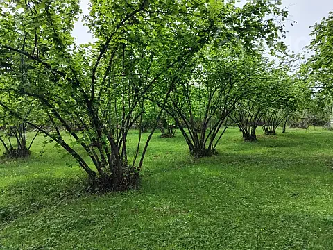 Satılır torpaq sahəsi — Oğuz
