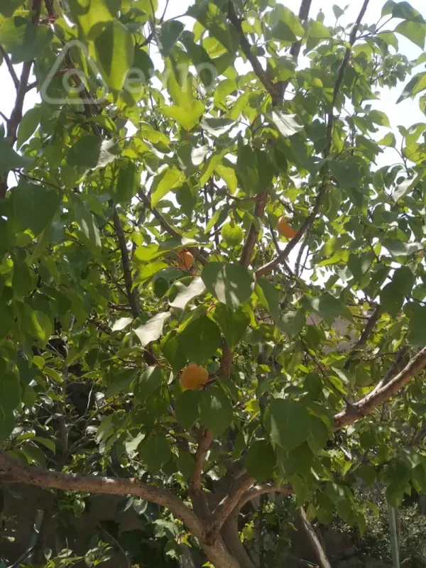 Satılır 4 otaqlı həyət evi 8.1 m²