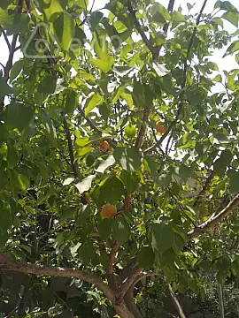 Satılır 4 otaqlı həyət evi 8.1 m² — Bakı, Suraxanı 4 otaq 8.10 m²