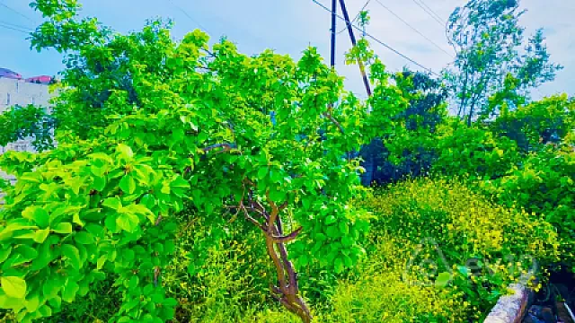 Kirayə verilir 5 otaqlı həyət evi 100 m² — Bakı, Abşeron 5 otaq 100.00 m²