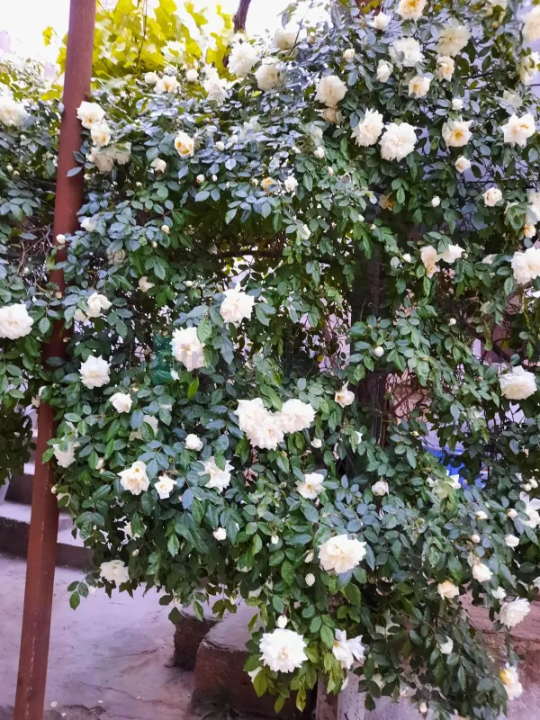 Satılır 6 otaqlı həyət evi 180 m²