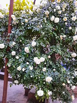 Satılır 6 otaqlı həyət evi 180 m²