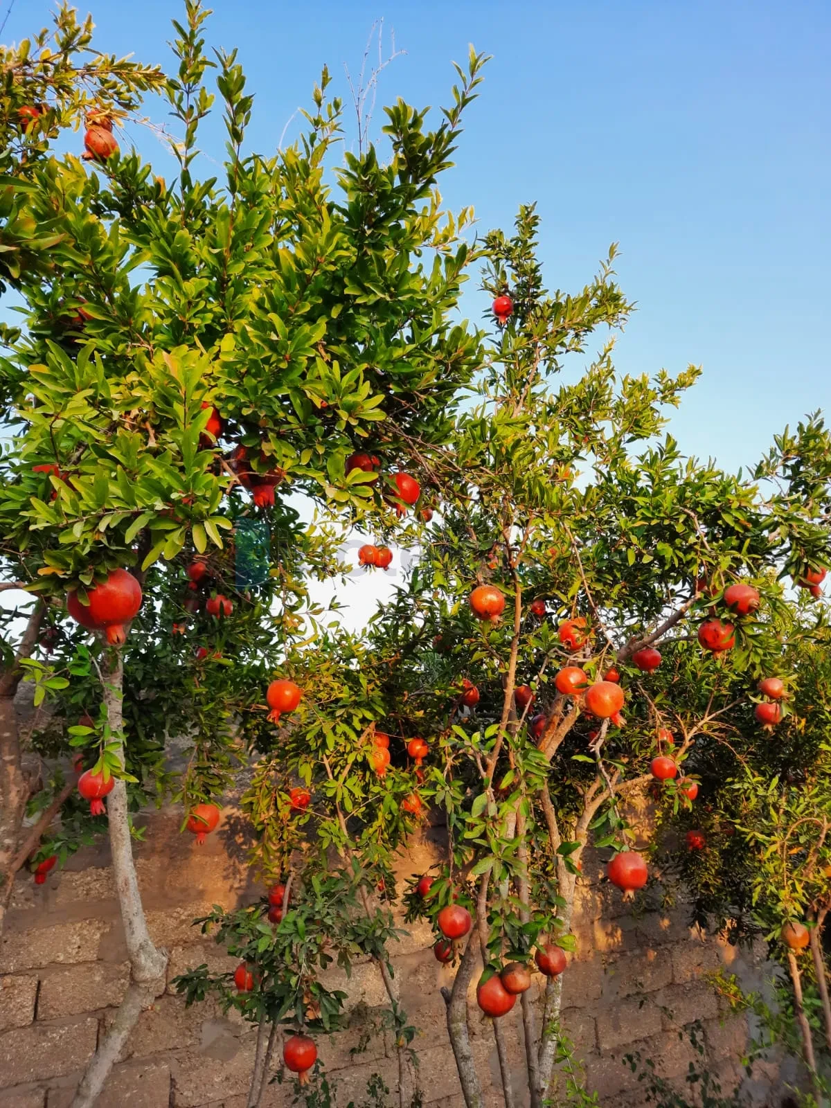 Satılır 6 otaqlı həyət evi 180 m²