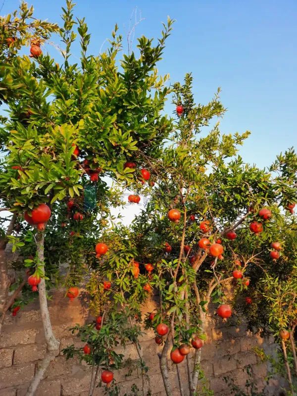 Satılır 6 otaqlı həyət evi 180 m²