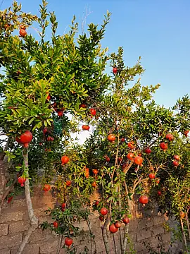 Satılır 6 otaqlı həyət evi 180 m²