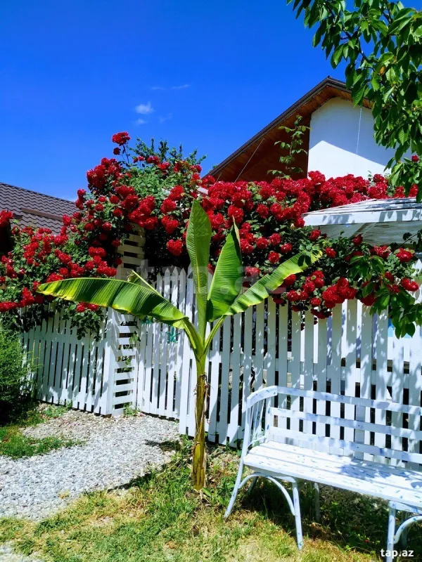 Kirayə verilir 2 otaqlı həyət evi 29 m²