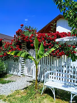 Kirayə verilir 2 otaqlı həyət evi 29 m²