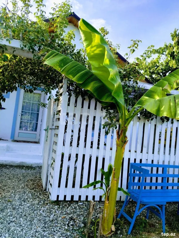 Kirayə verilir 2 otaqlı həyət evi 29 m²