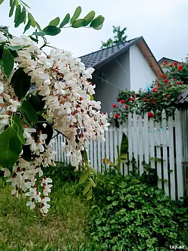 Kirayə verilir 2 otaqlı həyət evi 29 m²