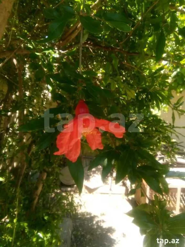 Satılır 8 otaqlı həyət evi