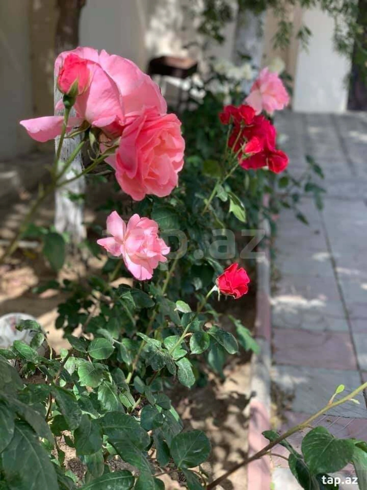 Satılır 8 otaqlı həyət evi