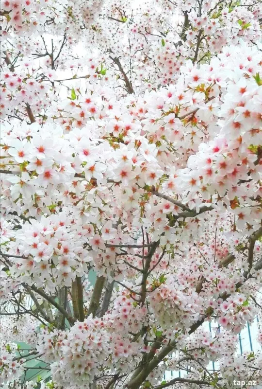 Satılır 8 otaqlı həyət evi