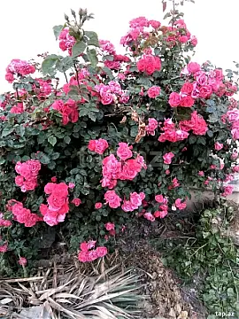 Satılır 8 otaqlı həyət evi