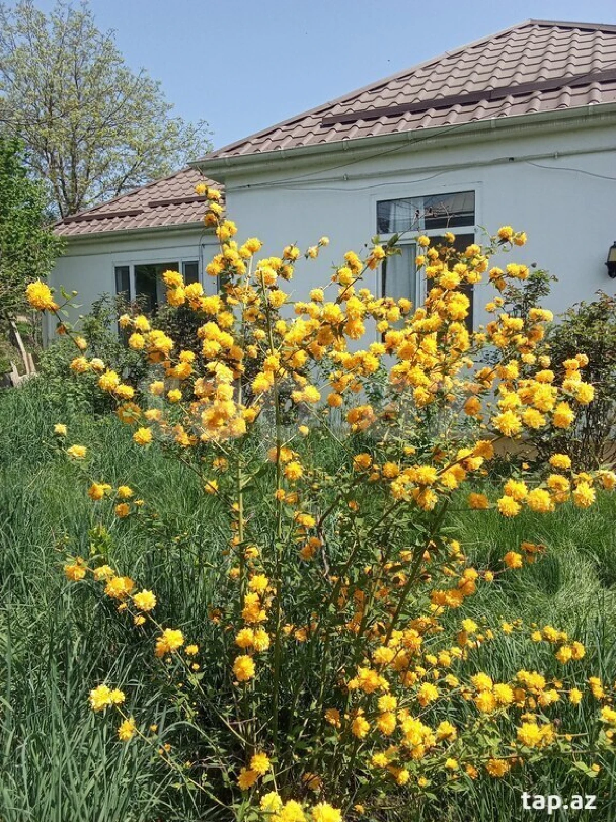 Kirayə verilir 3 otaqlı həyət evi