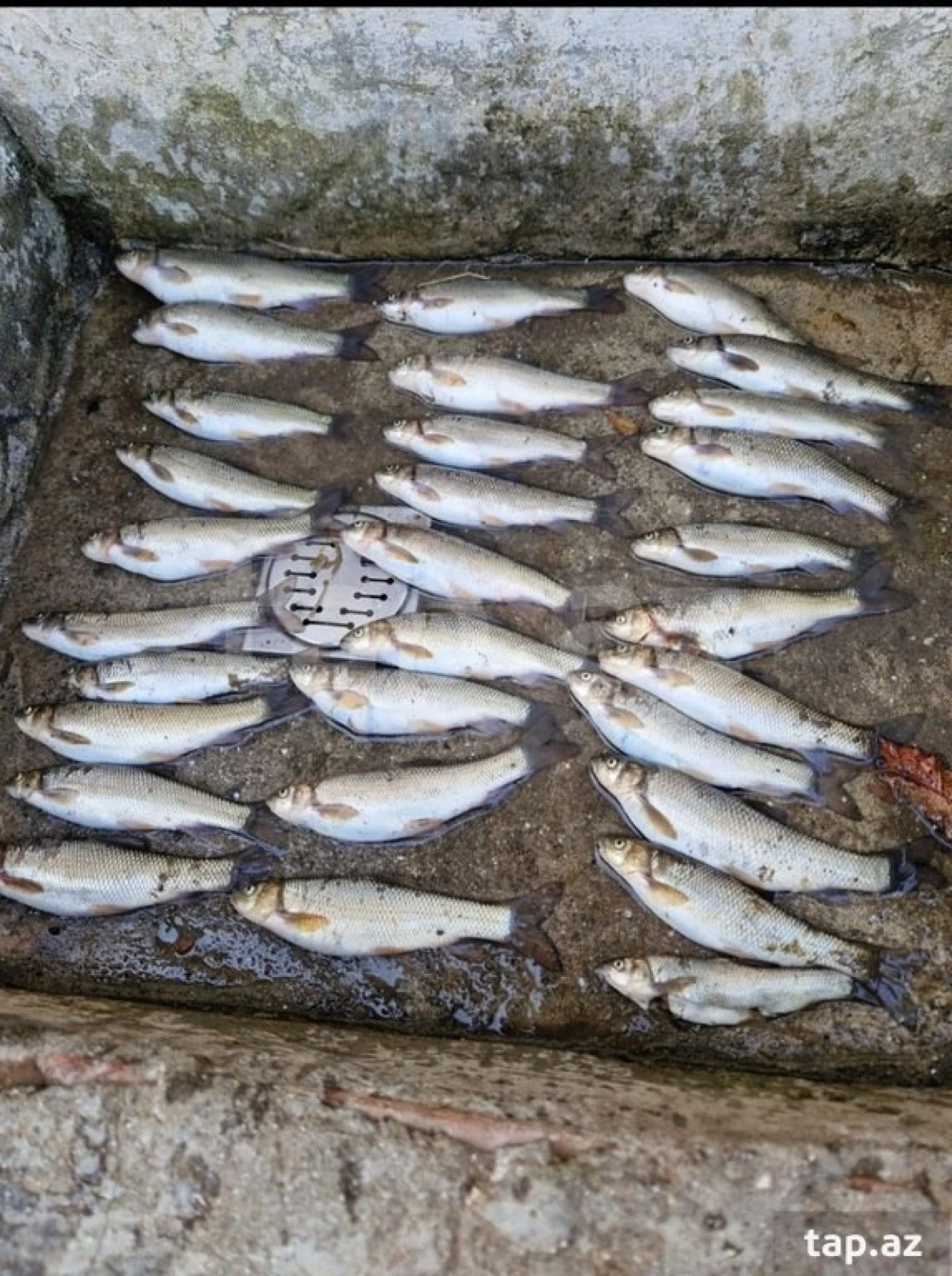 Kirayə verilir 4 otaqlı həyət evi 60 m²