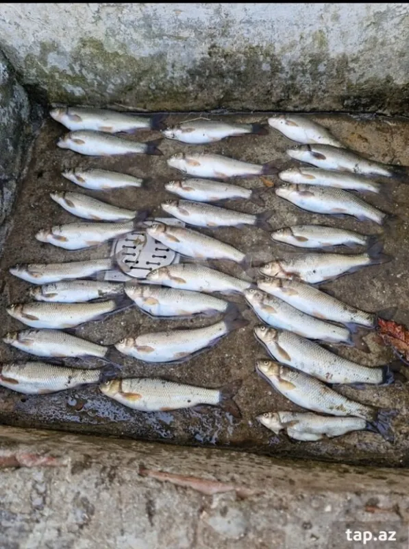 Kirayə verilir 4 otaqlı həyət evi 60 m²