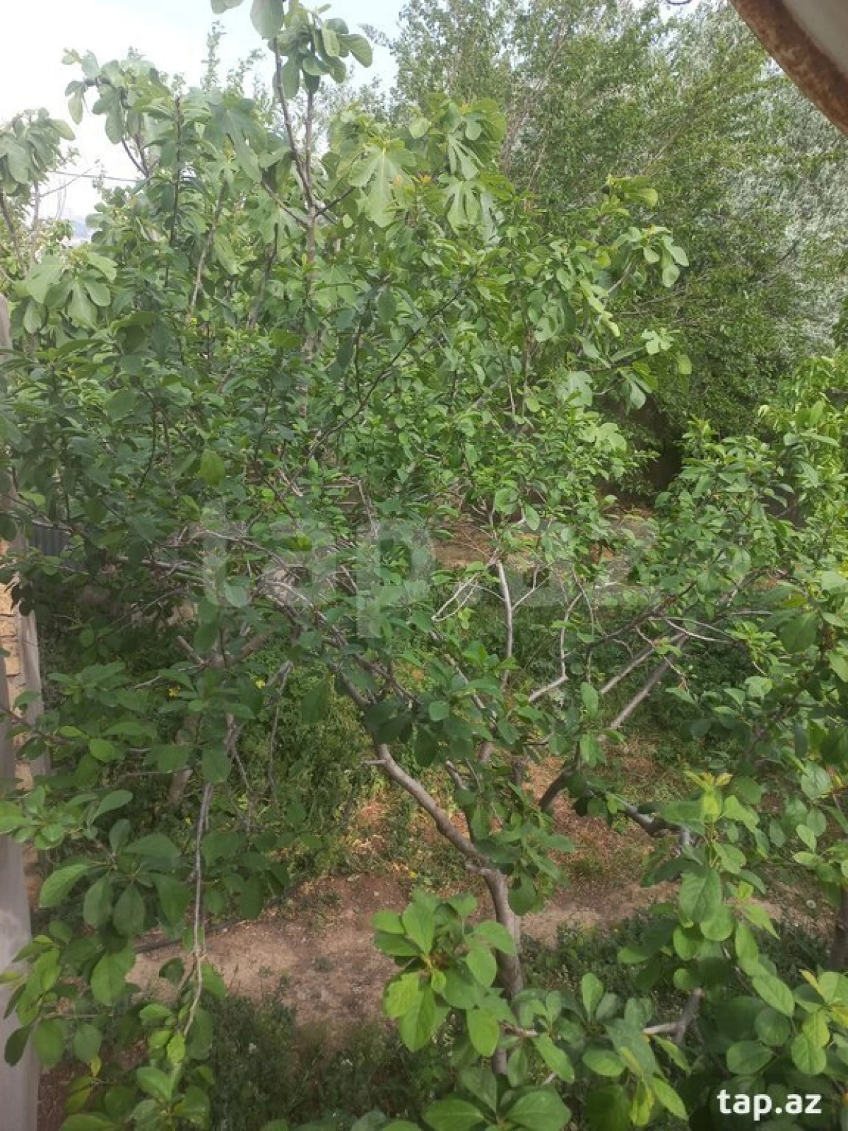 Satılır 3 otaqlı həyət evi