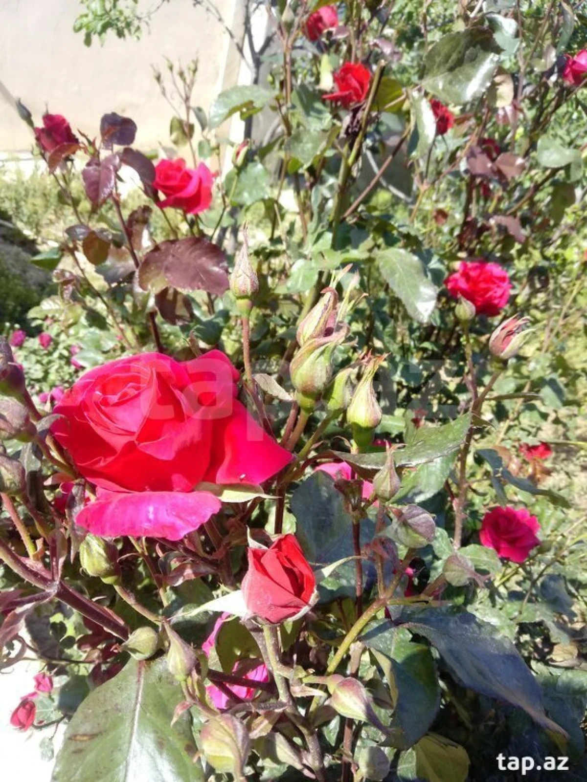 Satılır 3 otaqlı həyət evi