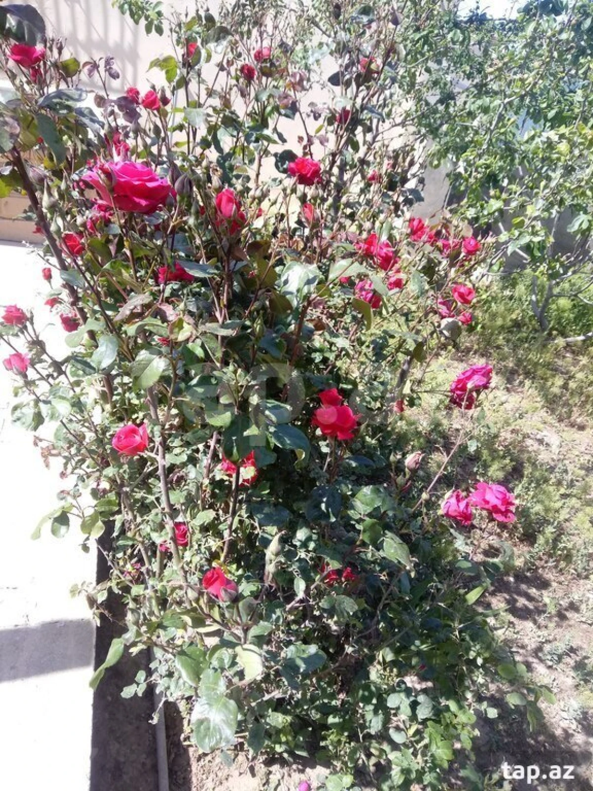 Satılır 3 otaqlı həyət evi