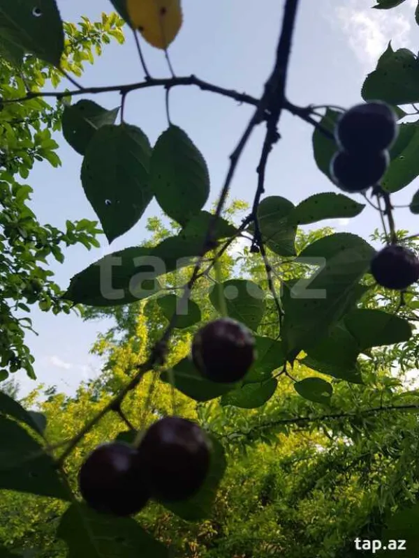 Satılır 2 otaqlı həyət evi